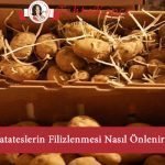 patates filizlenmesi
