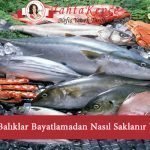 balık saklama