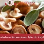 mantar kararması