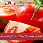 taze domates