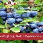 çakal eriği