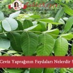 ceviz yaprağı