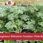 ebegümeci