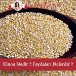 kinoa nedir