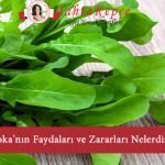roka faydalar