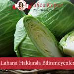 Lahana