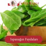 Yeşil Lezzet:Ispanağın Faydaları