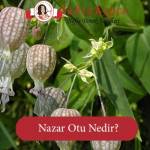 Nazar Otu Nedir? Hangi Hastalıklara İyi Gelir?