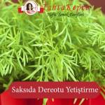 Evde Dereotu Yetiştirme Yöntemi