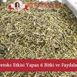 detoks-etkisi-bitkiler