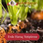 Evde Havuç Nasıl Yetiştirilir?