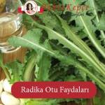 Şifa Kaynağı Olan: Radika Otu Faydaları