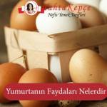 Muhteşem Bir Gıda olan Yumurtanın Faydaları Nelerdir?