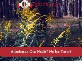 altınbaşak otu nedir