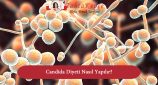 candida diyeti