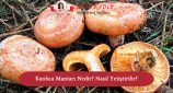 kanlıca mantarı nedir