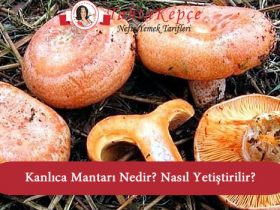 kanlıca mantarı nedir