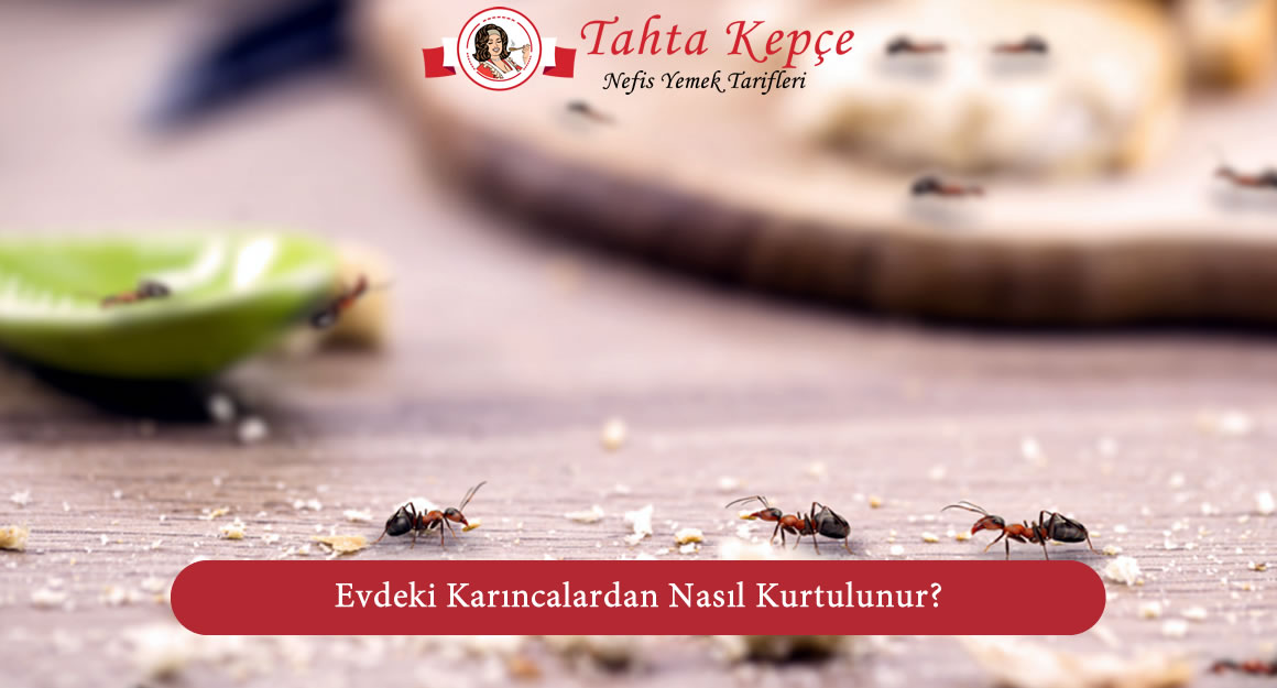 evdeki karıncalar